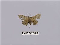 藏品(胡麻斑後黃燈蛾)的圖片